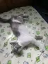 Женска котка от Перник търси дом, снимка 3