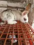 Продавам 7 бр.зайци , снимка 5