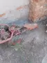мото фреза с косачка двигател ява, снимка 2