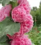 15 вида семена на цветя , снимка 16