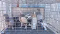 Продавам гълъби Мардини-Турски млади , снимка 4
