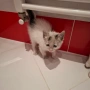  Мъжко коте, снимка 1