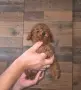 Много дребни червени Той пудели. , снимка 6
