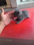 котенца 40 дена 3 бр женски , снимка 5