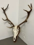 Краси трофей от елен, снимка 1