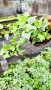 Бръшлян Бяло чудо, Hedera helix White Wonder, студоустойчив, снимка 7