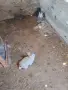 Малки пухкави зайчета, снимка 2