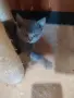 продавам 3 котенца , снимка 3