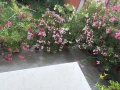 Зокуми 🌸🌸🌸🌸🌸🌸🌸🌸🌸🌸🌸🌸🌸🌸🌸🌸🌸🌸🌸🌸🌸🌸🌸🌸🌸🌸🌸🌸🌸🌸🌸🌸🌸🌸🌸🌸, снимка 2