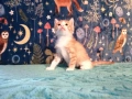 Коте за осиновяване, снимка 1