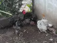 продавам кокошка и петел , снимка 1