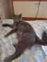 Синя британска късокосместа котка , снимка 1