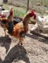 Продаваме домашни петли, снимка 1
