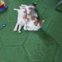 Подарява се бяло, мъжко котенце, снимка 1