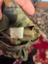 Продавам военни дрехи , снимка 6