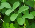 🌿 Трилистна клитория (Clitoria ternatea) – екзотична цъфтяща лиана, снимка 6