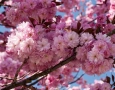 Японска Вишна Канзан, Сакура, Prunus Serrulata Kanzan, снимка 4
