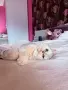 Мъжко коте британско късокосместо, снимка 3