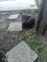 Ягдтериери 1 ж кафяво, снимка 12