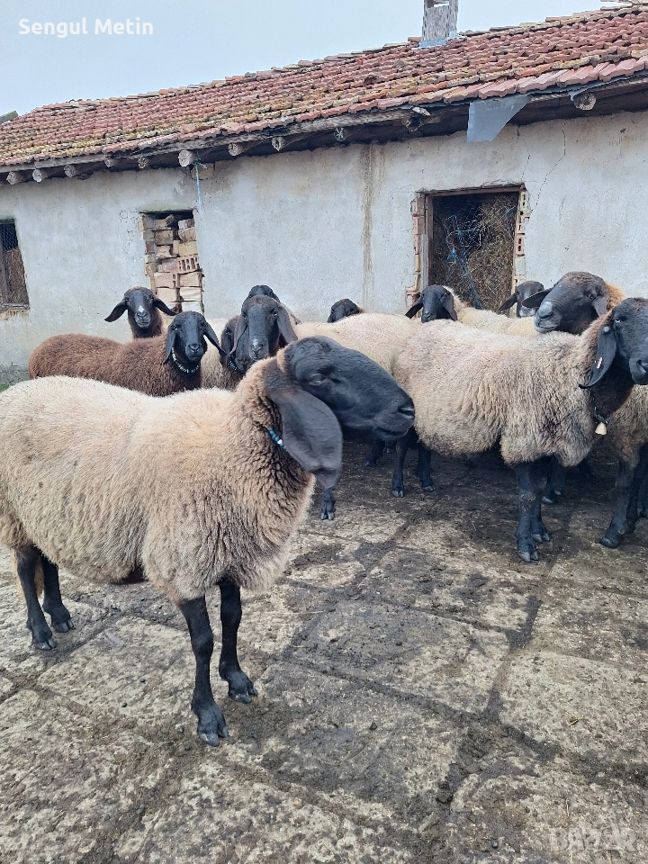 Продавам плевенски чистокръвни агнета , снимка 1