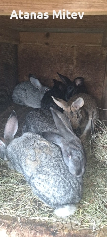 зайци за разплод и месо 