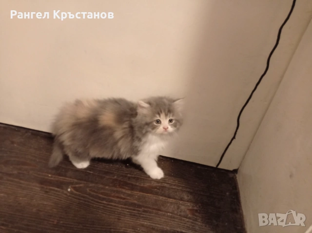 Продавам персийски котенца , снимка 4 - Персийска - 54559082