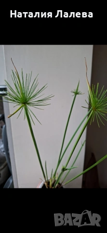 Водна палма, циперус, cyperus Haspan