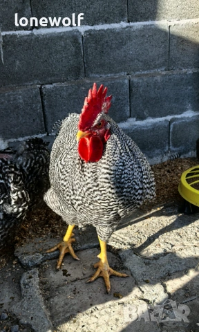 Амрок, снимка 2 - Кокошки и пуйки - 53958918