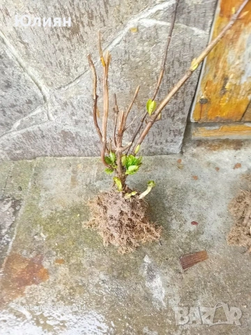 Хортензия бяла и розова , снимка 10 - Разсади - 50764477