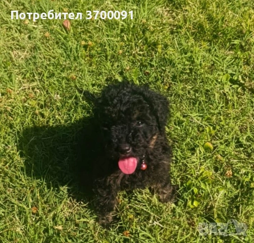 мини пудел цвят Фантом, снимка 9 - Пудели - 55269197