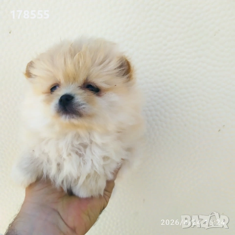 Мини Померани!!!, снимка 4 - Померан - 54303915