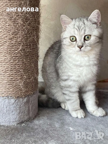 Британец сребърна чинчила , снимка 7 - Британска късокосместа - 54228905