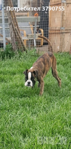 немски боксер 