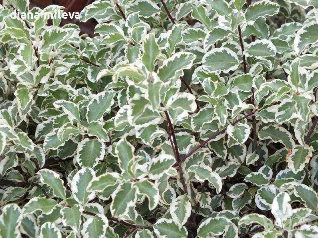 Питоспорум, Pittosporum Tenuifolium Variegatum