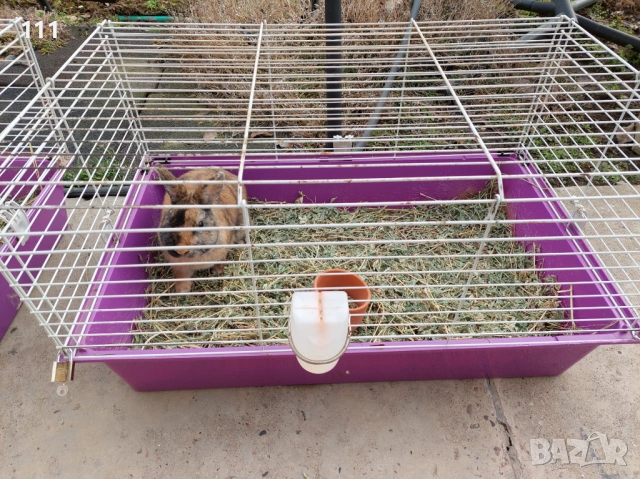 Мини Рекс мъжки и женски , снимка 3 - Други животни - 54190792