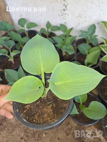 Два вида хоста 