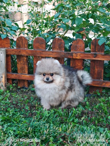 померан
