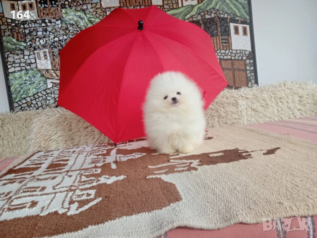 Померан. Реални снимки от 04.04.26 г. 