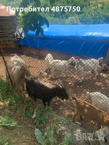 Продавам млечни кози с ярета, с. Ночево