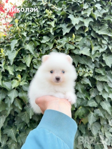 Померан мини момиче. Померанче, снимка 2 - Померан - 54216985