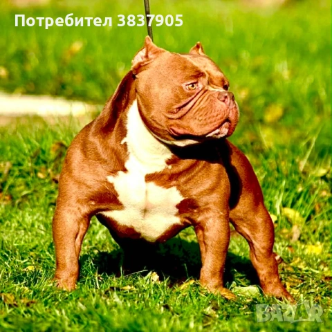 Американско були покет , снимка 11 - Американски стафордширски териер - 54716046