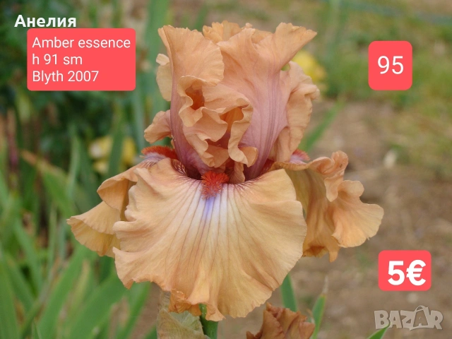 Ириси за продажба обява 2, снимка 6 - Градински цветя и растения - 54681107