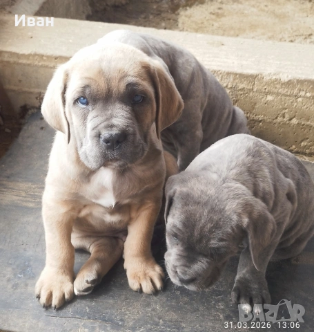 Cane Corso Italiano, снимка 7 - Търси партньор - 53836498