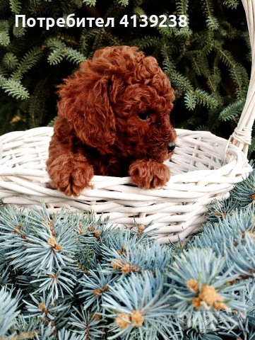 Той Пудел Poodle toi , снимка 3 - Пудели - 54976284