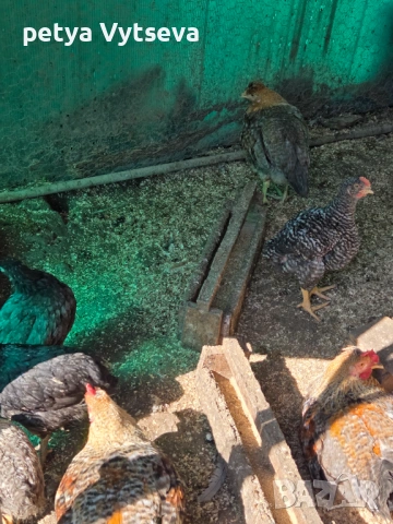 Продавам ярки и пилета, снимка 5 - Кокошки и пуйки - 54312704