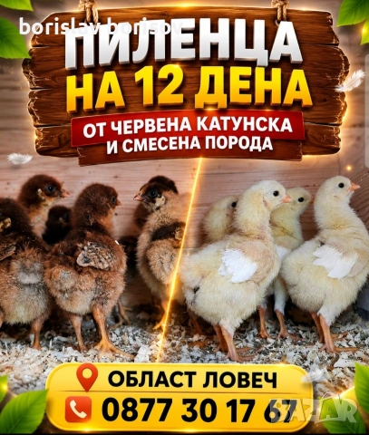 Малки пилета и пъдпъдъци!