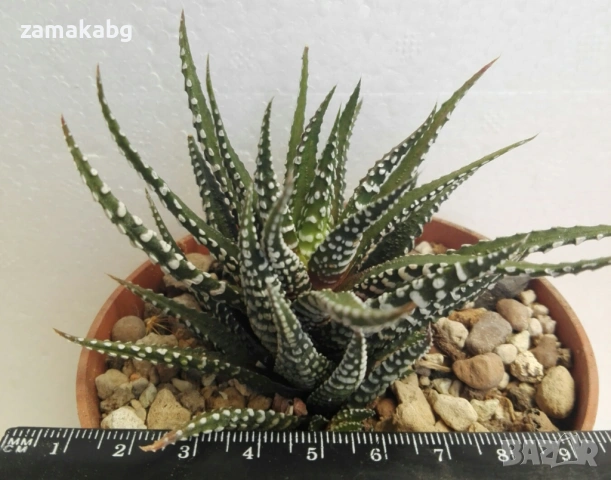 Хавортия (Haworthia Fasciata BIG BAND, сукулентно растение