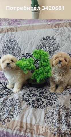 Малтипу , снимка 6 - Пудели - 54370460