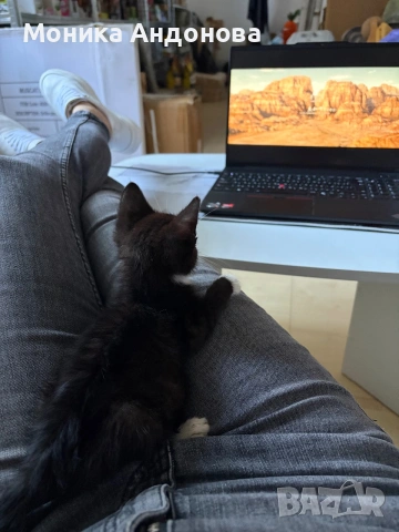 МЪЖКО КОТЕНЦЕ Търси дом, снимка 6 - Други - 55142831