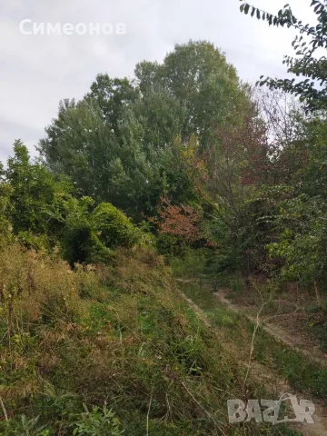 Широколистна гора 14,800 дка в землището на с. Злати Войвода, общ. Сливен, снимка 5 - Земеделска земя - 55127223